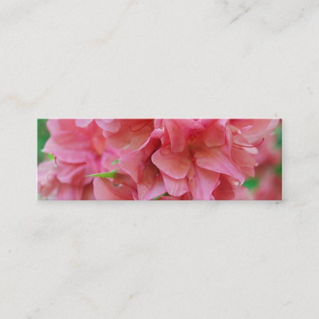 Minitarjeta De Visita NYBG: No. 116 (Anverso)