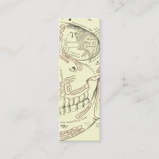 Minitarjeta De Visita Segmento humano del cráneo de Anterolateral de la (Anverso)