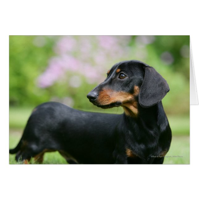 Miniture Dachshund 2 negra y tan (Anverso (Horizontal))