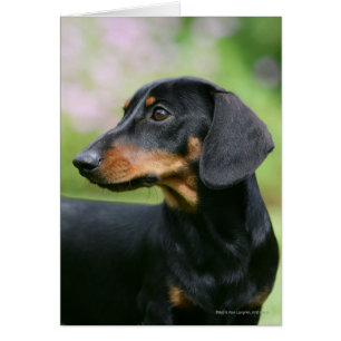 Miniture Dachshund 2 negra y tan