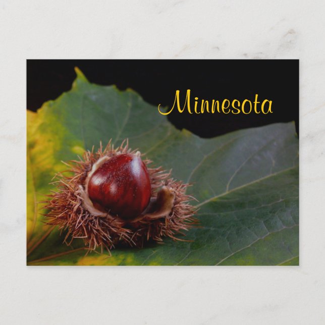 Minnesota, postal de hoja de otoño con nuez (Anverso)