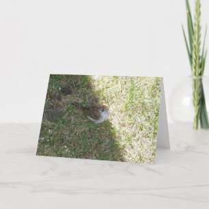 "¡Mira aquí!" Tarjeta de Pascua