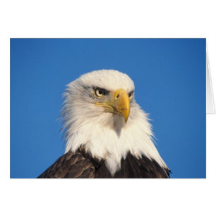 Mirada del águila calva