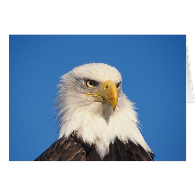 Mirada del águila calva (Anverso (Horizontal))