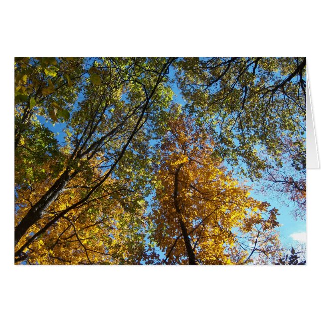 Mirada para arriba (Anverso (Horizontal))