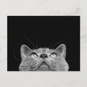 Mirada para arriba - de la postal