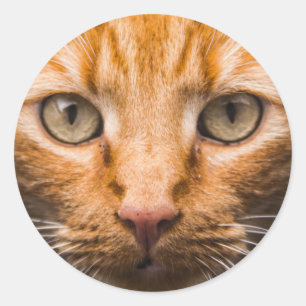 Mirando a los pegatinas del gato