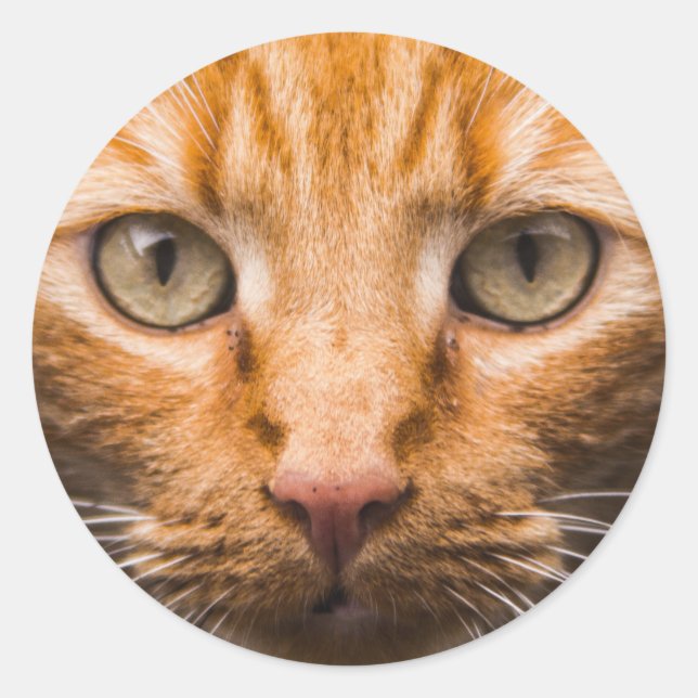 Mirando a los pegatinas del gato (Anverso)