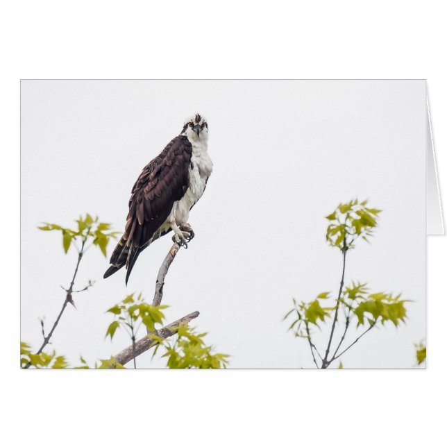 Mirando a Osprey (Anverso (Horizontal))