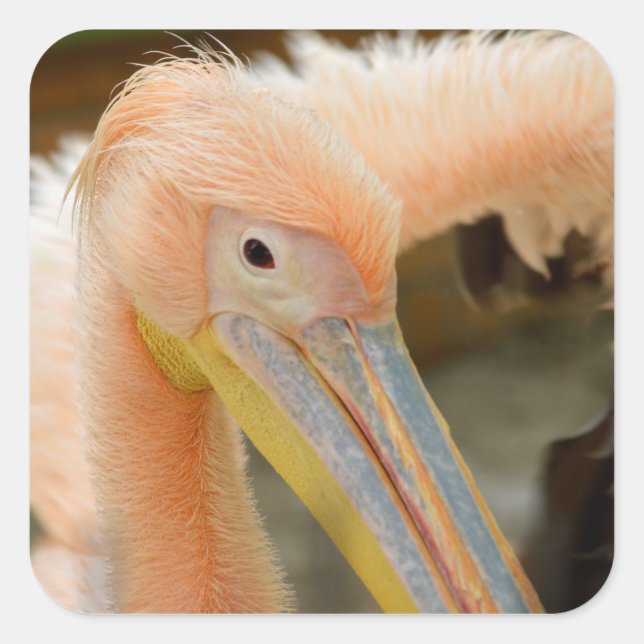 Mirando a su Pegatina Pelican (Anverso)