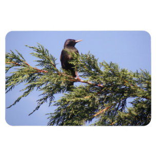 Mirando con atención un imán premium de árbol spru