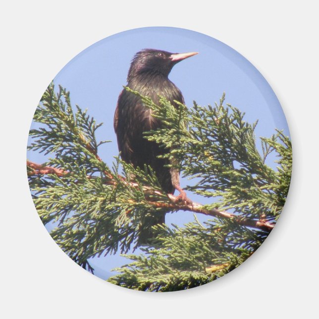 Mirando en un imán de árbol spruce (Frente)