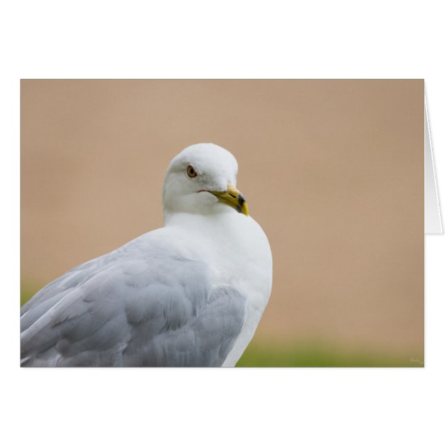 Mirando hacia afuera (Anverso (Horizontal))