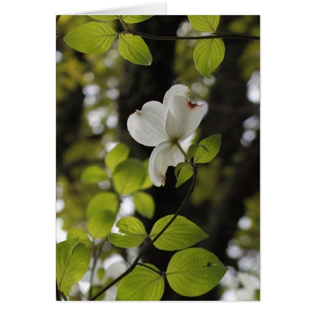 Mirando hacia arriba (Frente)