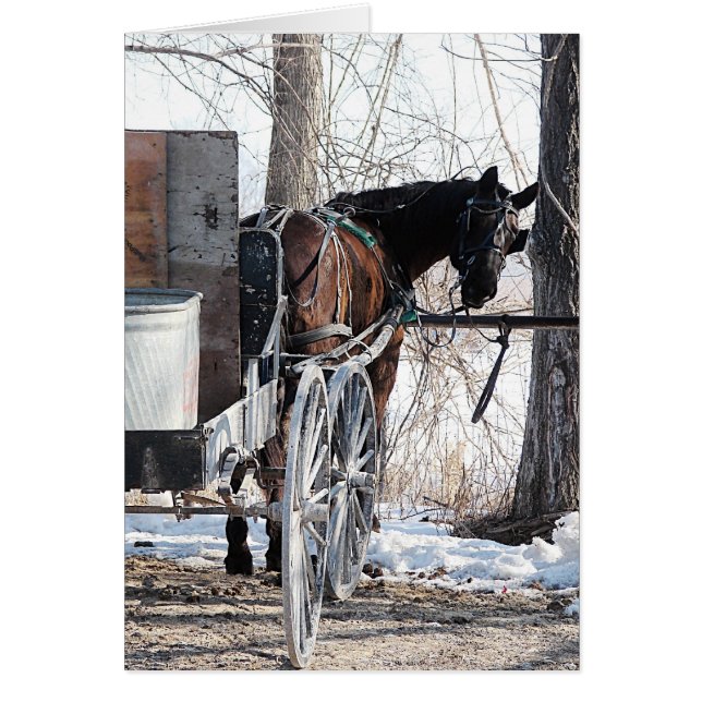 Mirando hacia atrás Caballo Amish todas las veces  (Frente)