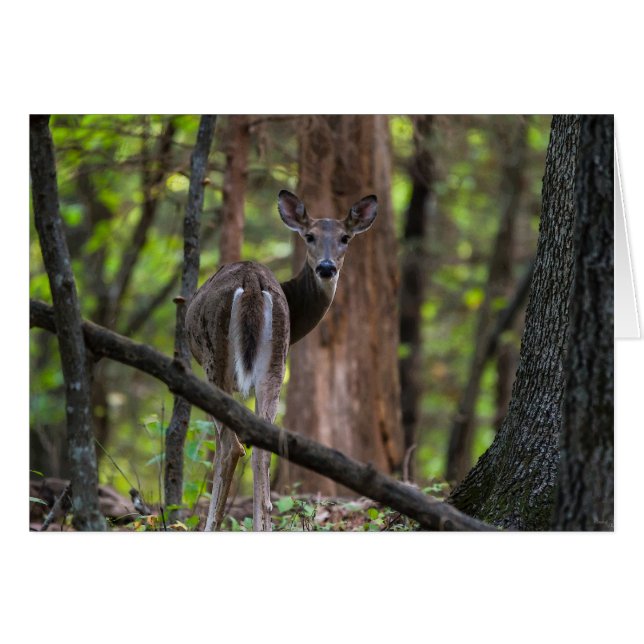 Mirando hacia atrás de forma paradisíaca (Anverso (Horizontal))