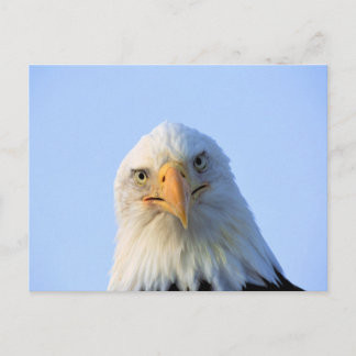 Mirando postales del águila calva