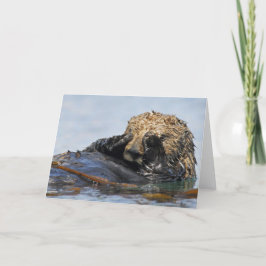 Mirar a escondidas la tarjeta de la nutria de mar