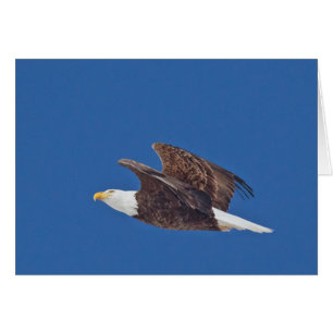 Mirar hacia arriba, águila calva