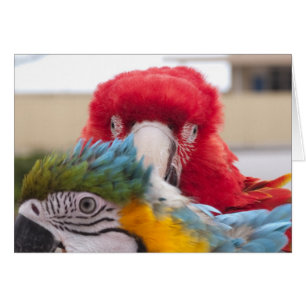 Mire a escondidas un abucheo