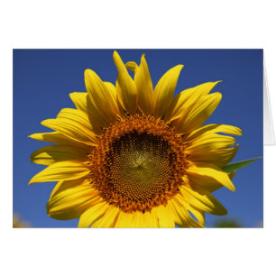 Mire a escondidas un abucheo