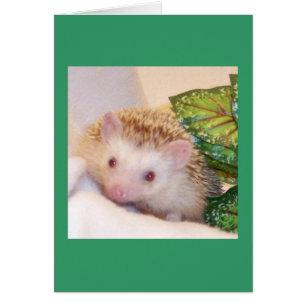 Mire a escondidas un erizo del abucheo