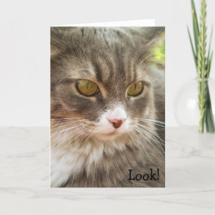 ¡Mire! Tarjeta de cumpleaños con el gato