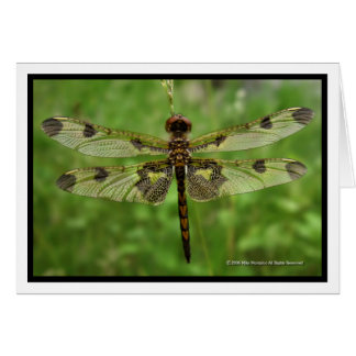 "Mis alas Bonitos" - Dragonfly