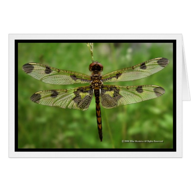 "Mis alas Bonitos" - Dragonfly (Anverso (Horizontal))