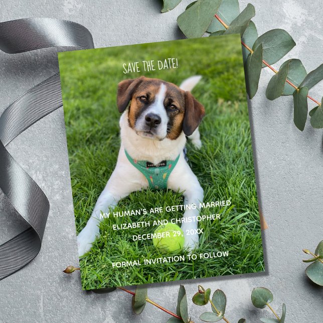 Mis Humanos Se Van a Casar Foto Guardar la Fecha (My Human's Are Getting Married Dog Cat Photo Save the Date Cards.)