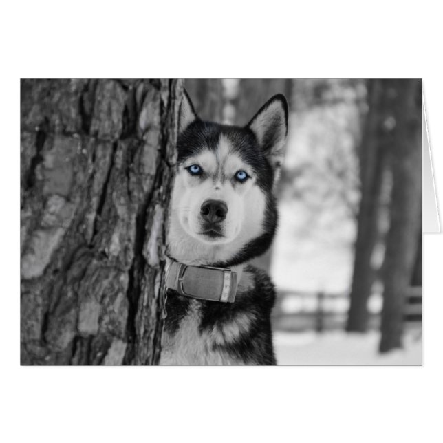 Mis ojos azules bebés (Anverso (Horizontal))