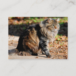 Mis tarjetas de visita del gato de Coon de Maine