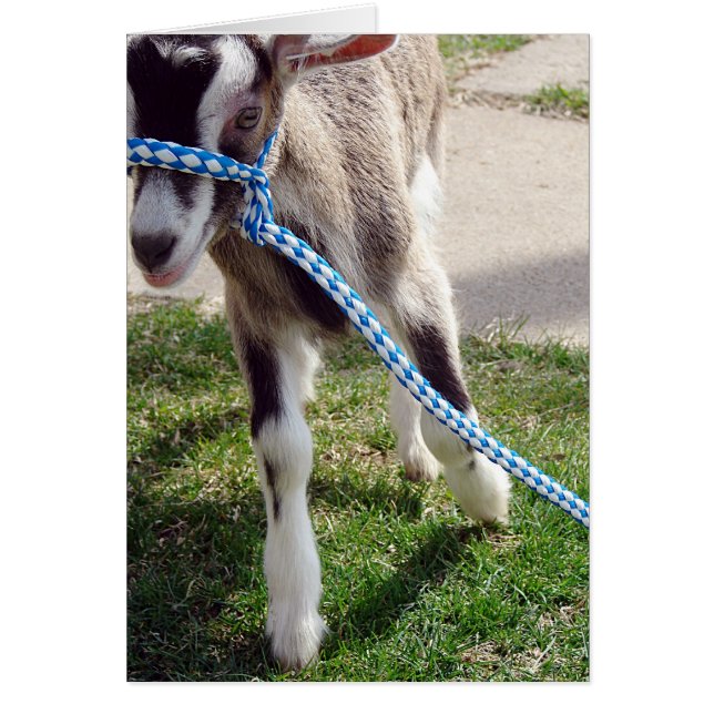 Misha la cabra (Frente)