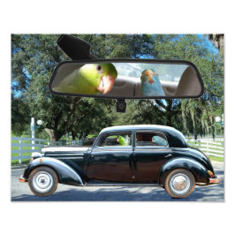 Miss Daisy Pacific Parrotlets Fotografía