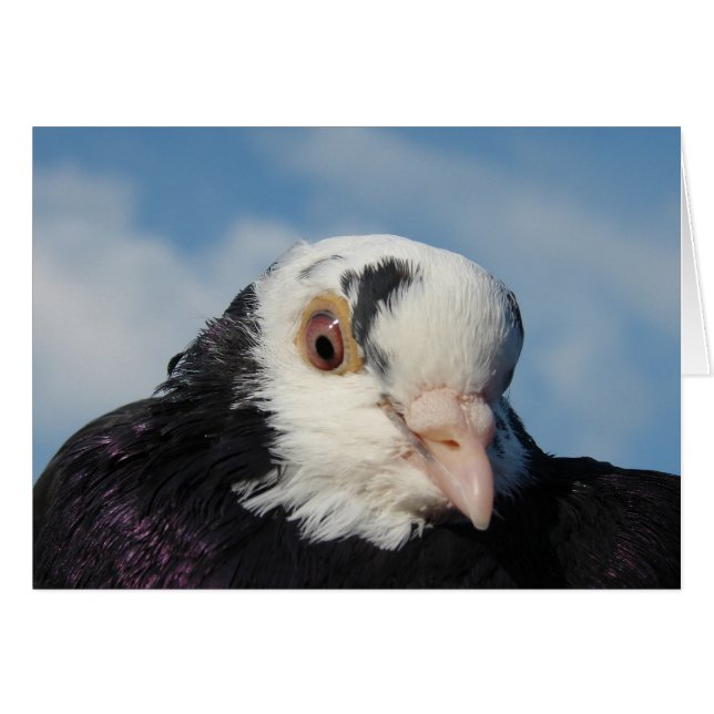 Miss Pigeon (Anverso (Horizontal))