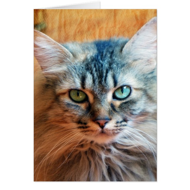 Miss Tootles (Frente)