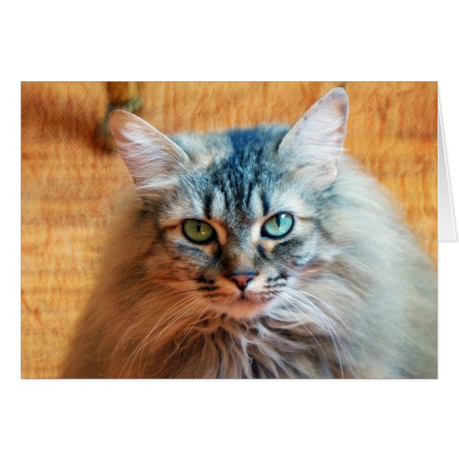 Miss Tootles (Anverso (Horizontal))