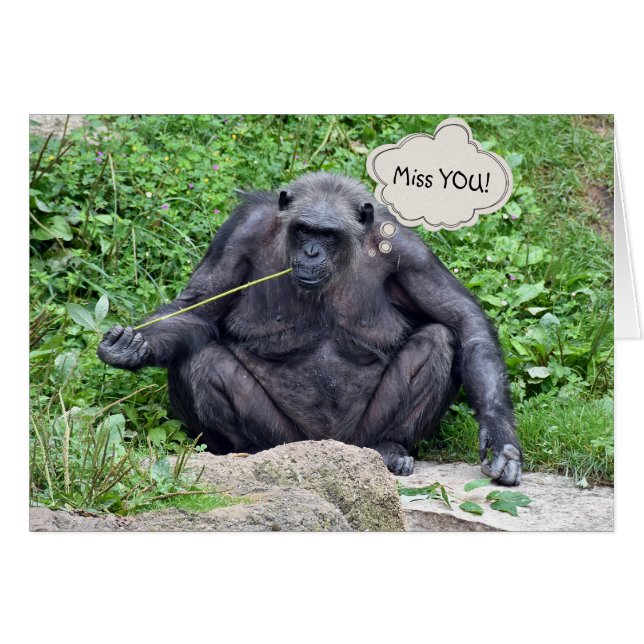 Miss You Chimpanzee (Anverso (Horizontal))