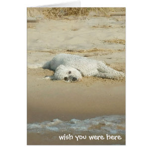 Miss You-goldendoodle en la playa