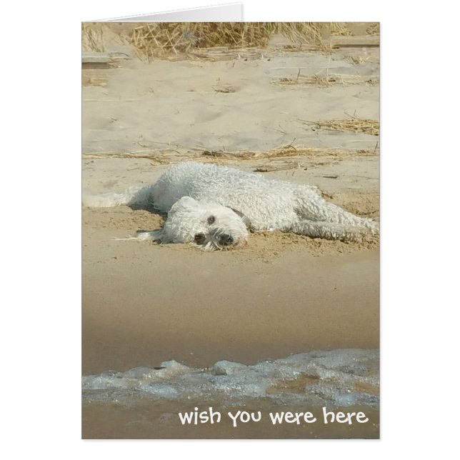 Miss You-goldendoodle en la playa (Frente)