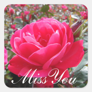 Miss You Romantic Pink Rose Pegatinas