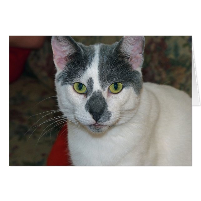 Mister Pants (Anverso (Horizontal))