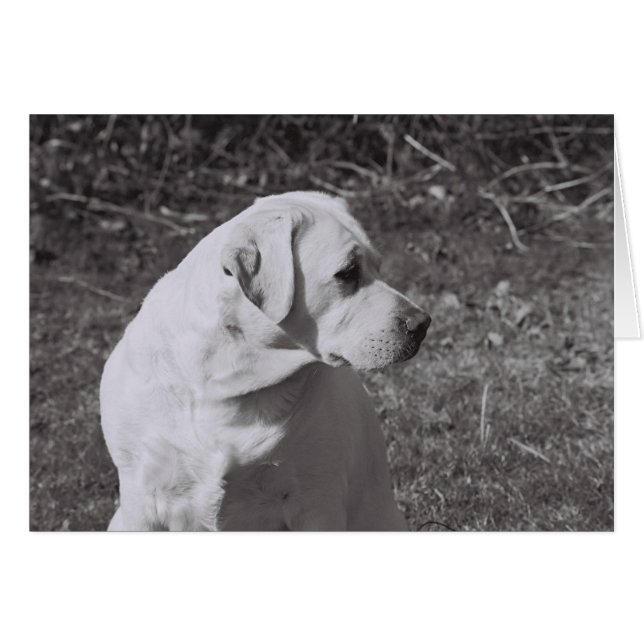 Misty II (Anverso (Horizontal))