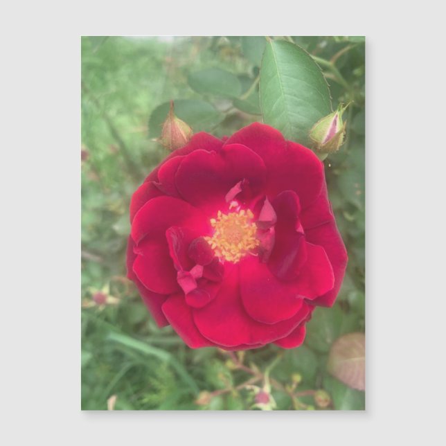 Misty Rosa Magnet (Anverso)