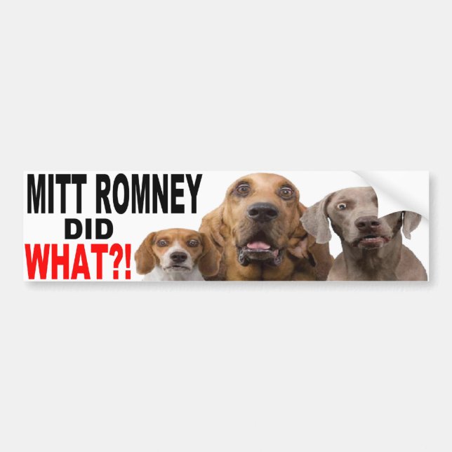 ¡MITT ROMNEY HIZO LO QUE?! Perro en PEGATINA PARA (Frente)