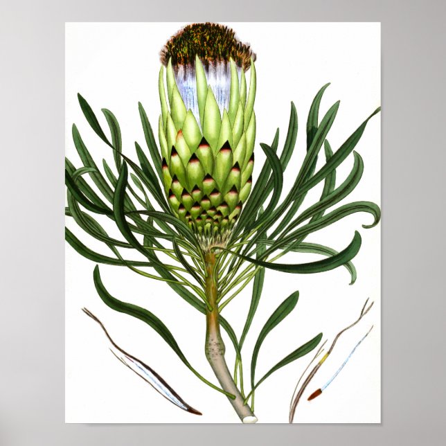 Mix Flora 601 print 1 poster de arte botánico de é (Frente)