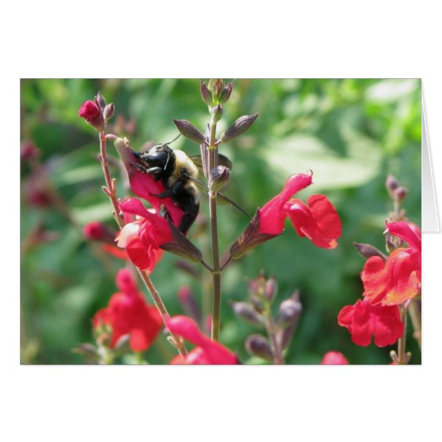 Mmmm, polen (Anverso (Horizontal))