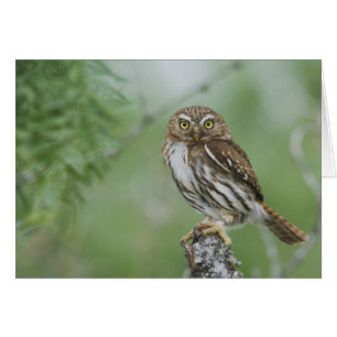 Mochuelo Ferruginoso, Glaucidium brasilianum, 3