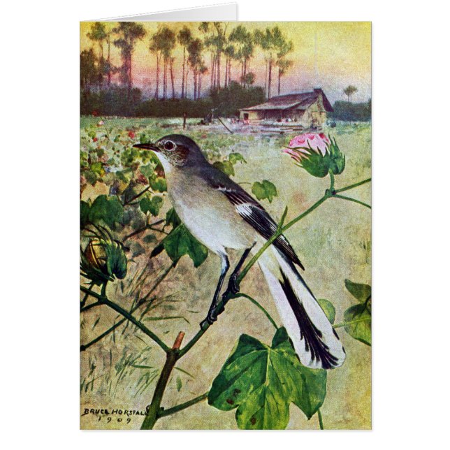 Mockingbird septentrional (Frente)