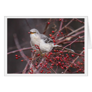 Mockingbird septentrional